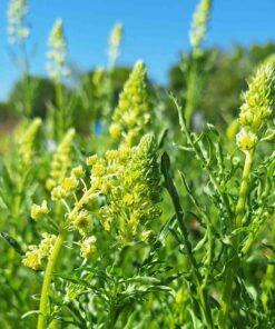 Wilde reseda - Reseda lutea