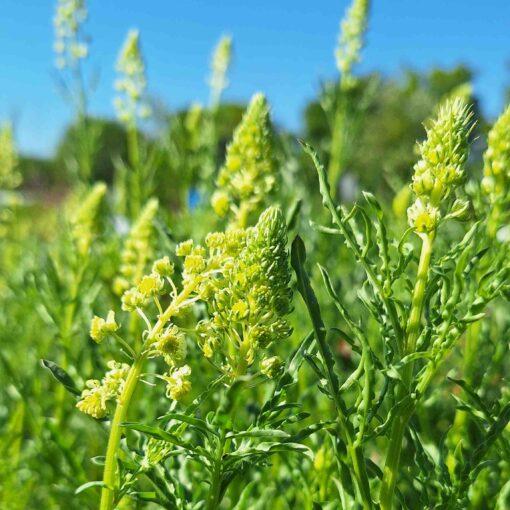 Wilde reseda - Reseda lutea