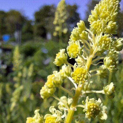 Wilde reseda - Reseda lutea - Afbeelding 2