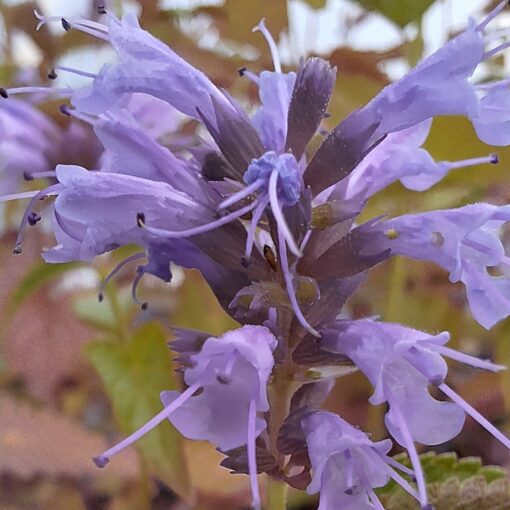 BIO Dropplant 'Korean Zest' - Agastache rugosa 'Korean Zest'