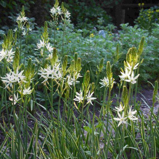 BIO Prairielelie Camassia Sacajawea - 3 bollen - Afbeelding 2