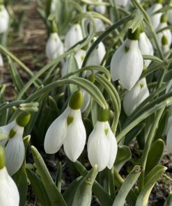 Bio Galanthus elwesii 'Polar Bear' - Breedbladig sneeuwklokje  - 5 st.