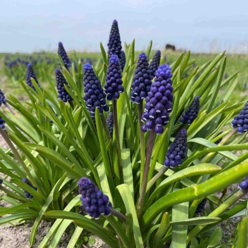 BIO Muscari Joyce Spirit - Blauwe druifjes - 10 st