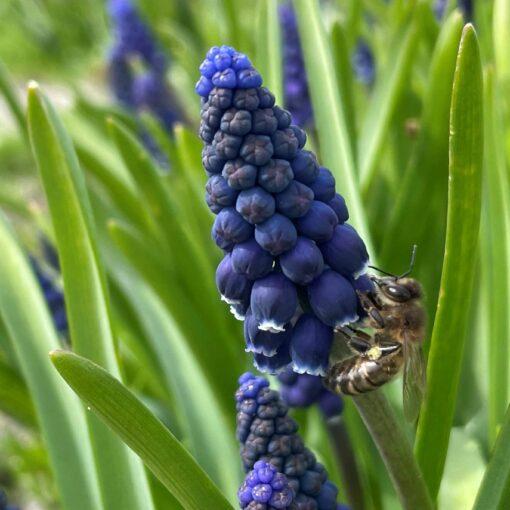 BIO Muscari Joyce Spirit - Blauwe druifjes - 10 st - Afbeelding 2