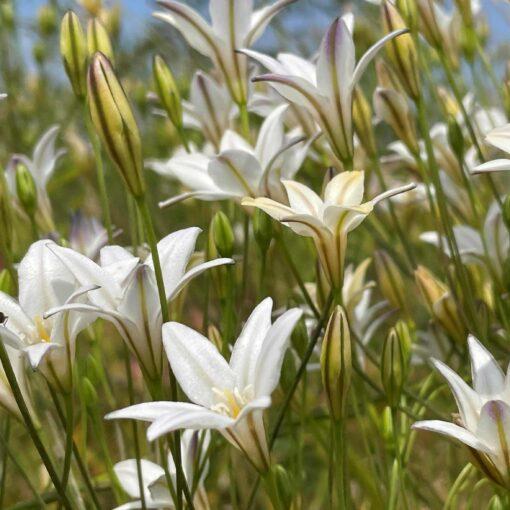 BIO Triteleia Silver Queen (Brodiaea) - 10 st - Afbeelding 2