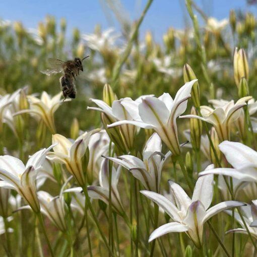 BIO Triteleia Silver Queen (Brodiaea) - 10 st - Afbeelding 3