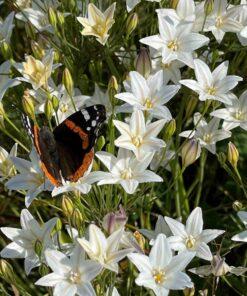 BIO Triteleia Silver Queen (Brodiaea) - 10 st
