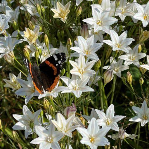 BIO Triteleia Silver Queen (Brodiaea) - 10 st