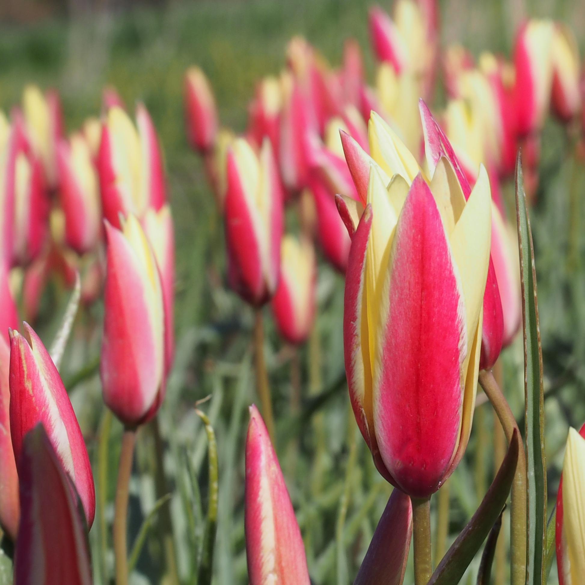 BIO Tulipa clusiane 'Cynthia' - 10 stuks - Afbeelding 2