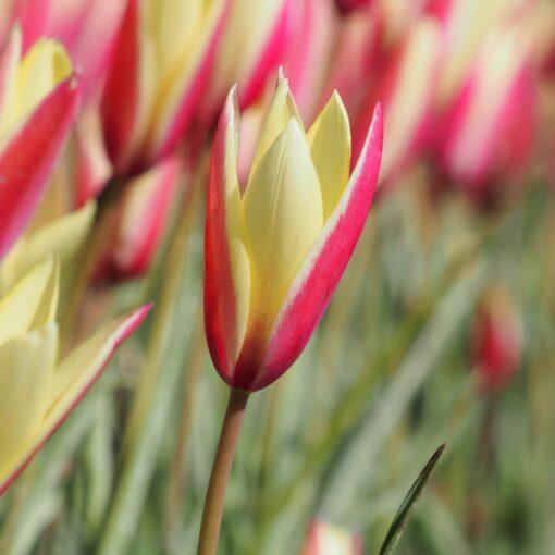BIO Tulipa clusiane 'Cynthia' - 10 stuks
