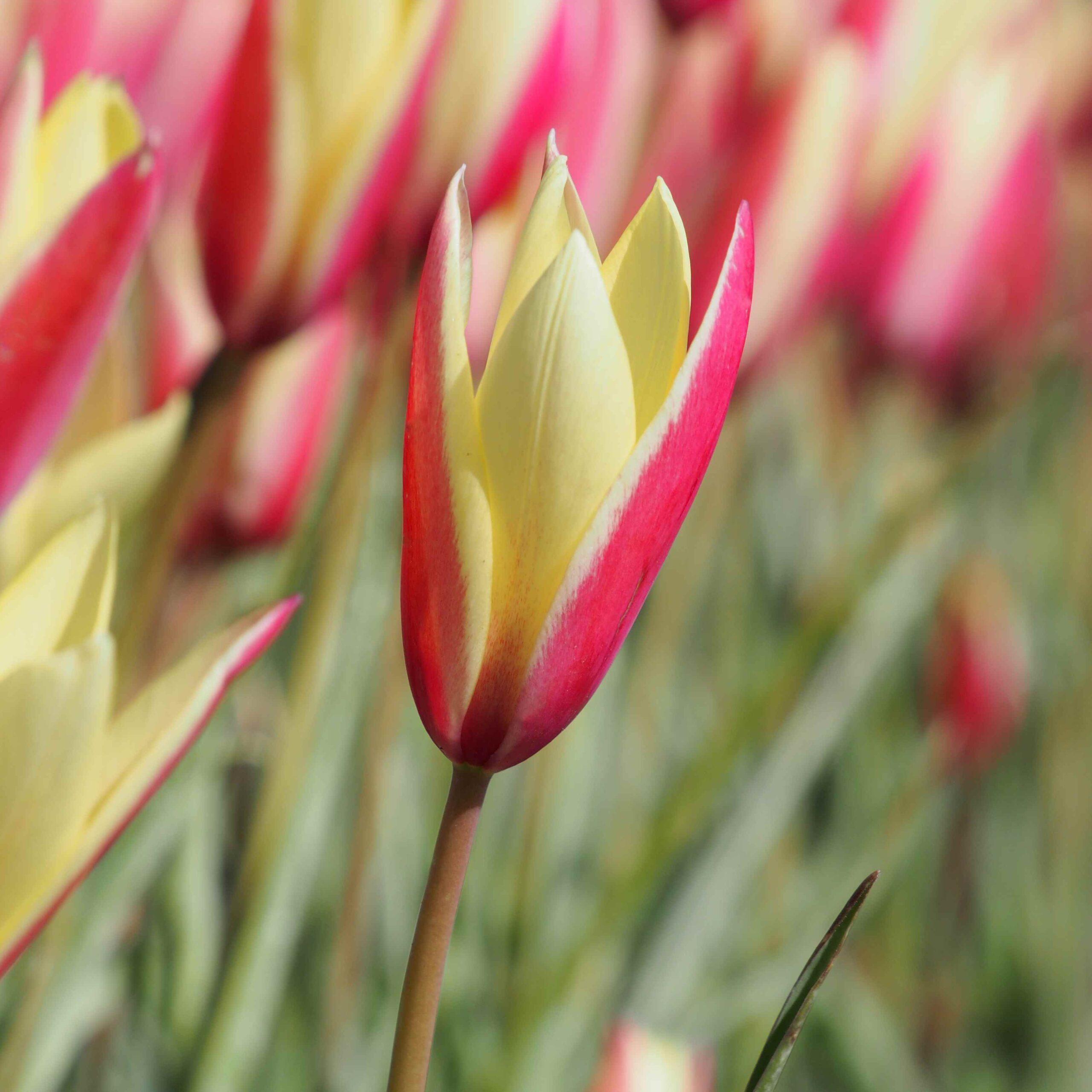 BIO Tulipa clusiane 'Cynthia' - 10 stuks