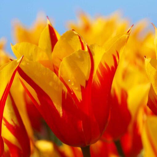 BIO Tulipa 'Fire Wings'- 10 stuks - Afbeelding 2