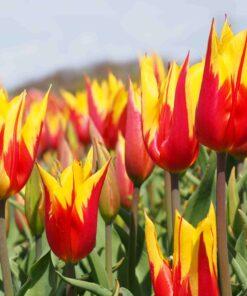 BIO Tulipa 'Fire Wings'- 10 stuks
