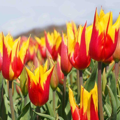BIO Tulipa 'Fire Wings'- 10 stuks