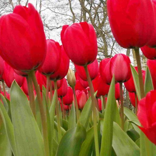 BIO Tulipa Red Impression - 10 st - Afbeelding 2