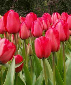 BIO Tulipa Red Impression - 10 st