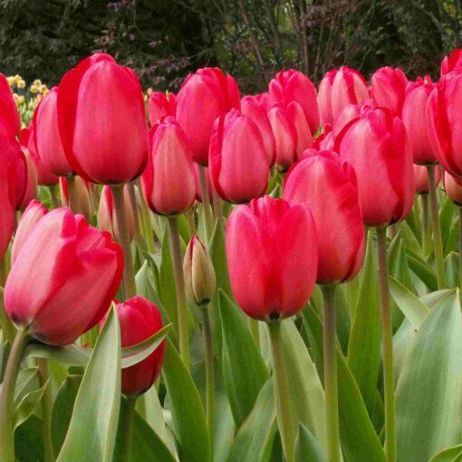 BIO Tulipa Red Impression - 10 st