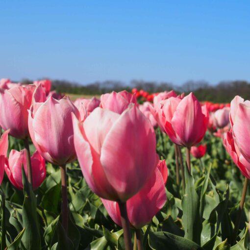BIO Tulipa Salmon Impression -10 st - Afbeelding 2