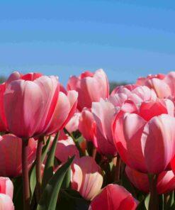 BIO Tulipa Salmon Impression -10 st