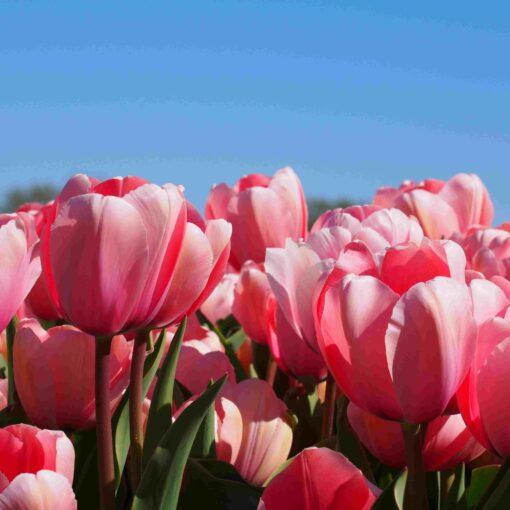 BIO Tulipa Salmon Impression -10 st