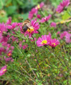 BIO Herfstaster Neron - Aster novi-belgii Neron
