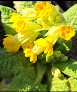 BIO Gulden sleutelbloem - Primula veris