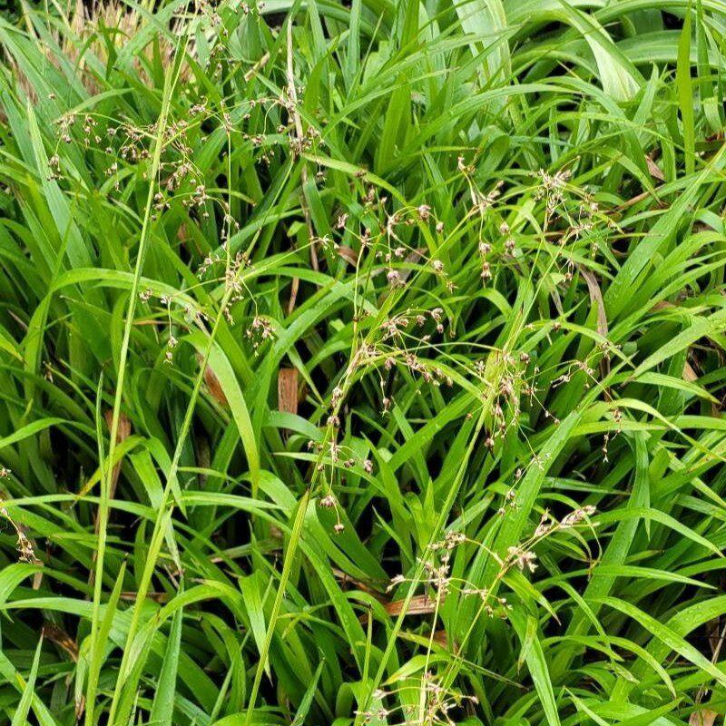 Schaduwrijke tuin - inheems bloeiend tuinpakket - Afbeelding 9