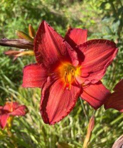 BIO Daglelie ‘crimson pirate’ - Hemerocallis ‘Crimson Pirate’