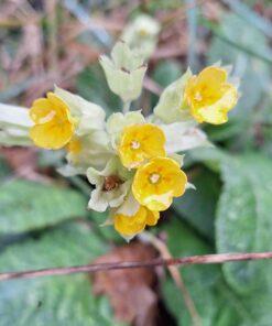 BIO Gulden sleutelbloem - Primula veris