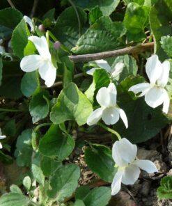 BIO Kleine maagdenpalm alba - Vinca minor 'Alba'