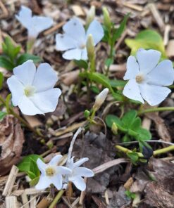 BIO Kleine maagdenpalm alba - Vinca minor 'Alba'