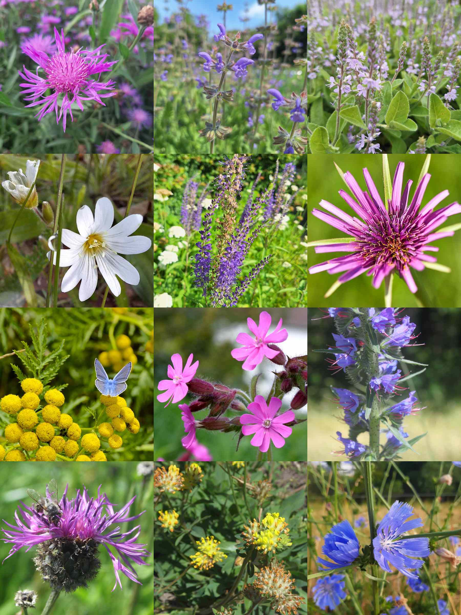 Wilde natuurlijke tuin – inheems tuinpakket